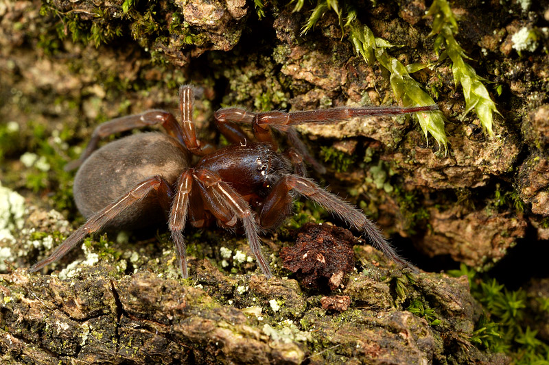 Amaurobius sp.